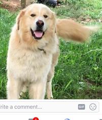 View Ad Golden Pyrenees Dog For Adoption Near Alabama Baileyton Usa Adn 598721