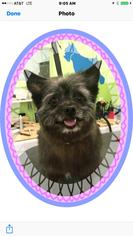 Cairn Terrier-Unknown Mix Dogs for adoption in Healdsburg, CA, USA