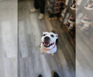 American Staffordshire Terrier-Boston Terrier Mix Dogs for adoption in New Orleans, LA, USA