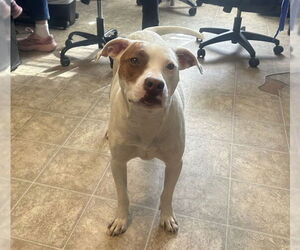 American Staffordshire Terrier-Unknown Mix Dogs for adoption in Raleigh, NC, USA