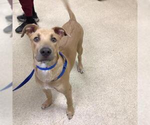 Doberman Pinscher-Unknown Mix Dogs for adoption in Riverside, CA, USA