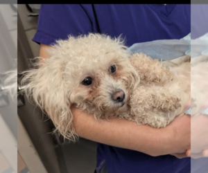 Poodle (Miniature)-Unknown Mix Dogs for adoption in Chico, CA, USA