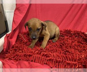 Mutt Dogs for adoption in Modesto, CA, USA