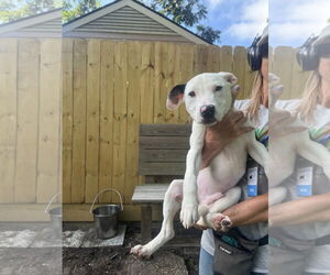 Mutt Dogs for adoption in Hilton Head, SC, USA