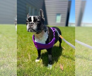 Boston Terrier Dogs for adoption in Livonia, MI, USA