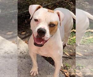 Boxer Dogs for adoption in Pompano Beach , FL, USA