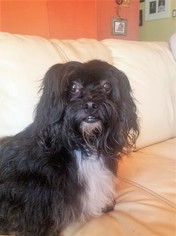 Shih Tzu Dogs for adoption in Middletown, MD, USA