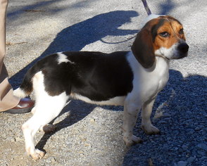 Beagle Dogs for adoption in Dickson, TN, USA