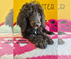 Poodle (Standard) Dogs for adoption in Studio City, CA, USA