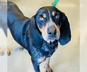 Black and Tan Coonhound Dogs for adoption in Fairfax, VA, USA