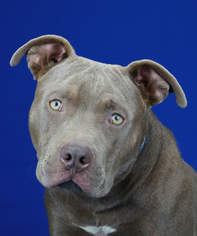 American Pit Bull Terrier Dogs for adoption in Tupelo, MS, USA