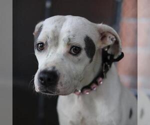 American Staffordshire Terrier-Unknown Mix Dogs for adoption in San Antonio, TX, USA
