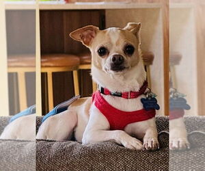 Chihuahua Dogs for adoption in Mundelein, IL, USA