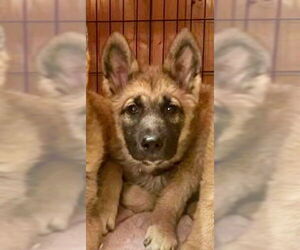 German Shepherd Dog-Unknown Mix Dogs for adoption in Brewster, NY, USA