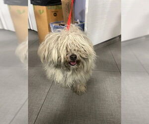 Medium Photo #1 Maltese-Miniature Schnauzer Mix Puppy For Sale in Rancho Cucamonga, CA, USA