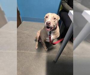 American Pit Bull Terrier-Unknown Mix Dogs for adoption in Houston, TX, USA