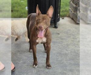 Bull Terrier-Unknown Mix Dogs for adoption in San Antonio, TX, USA