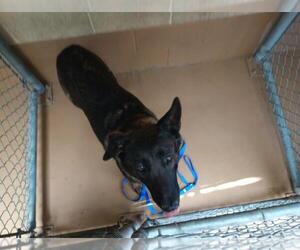 Mutt Dogs for adoption in Chula Vista, CA, USA