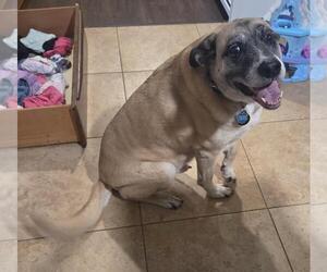 Mastiff-Unknown Mix Dogs for adoption in Rockwall, TX, USA