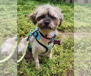 Shih Tzu Dogs for adoption in Brights Grove, Ontario, Canada