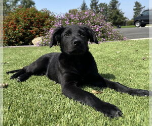 Retriever -Unknown Mix Dogs for adoption in San Diego, CA, USA