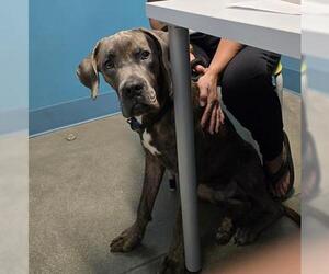 Great Dane-Unknown Mix Dogs for adoption in Houston, TX, USA