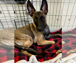 Mutt Dogs for adoption in Dana Point, CA, USA