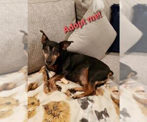 American Rat Pinscher Dogs for adoption in Mooresville, NC, USA