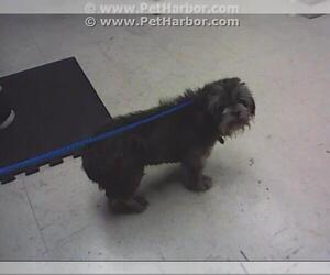 Shih Tzu Dogs for adoption in Stockton, CA, USA