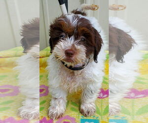Shih-Poo Dogs for adoption in Mountain View, MO, USA