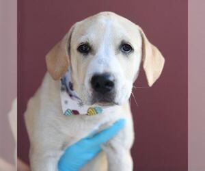 Labrador Retriever-Unknown Mix Dogs for adoption in San Antonio, TX, USA