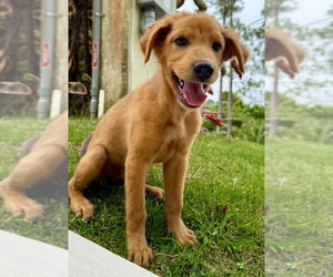 Golden Retriever-Unknown Mix Dogs for adoption in Jefferson, NJ, USA
