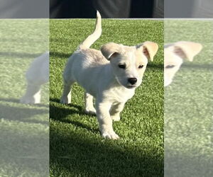 Colonial Cocker Spaniel-Unknown Mix Dogs for adoption in San Diego, CA, USA