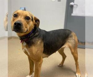 American Pit Bull Terrier-Unknown Mix Dogs for adoption in Aurora, CO, USA