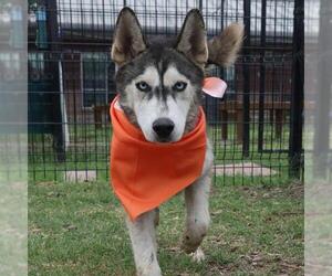 Huskies -Unknown Mix Dogs for adoption in San Antonio, TX, USA