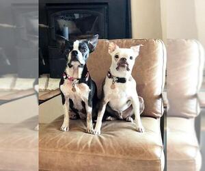 Boston Terrier-Unknown Mix Dogs for adoption in Huntington Beach, CA, USA