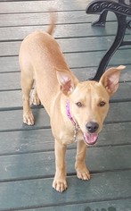 Labrador Retriever-Unknown Mix Dogs for adoption in Jarrettsville, MD, USA