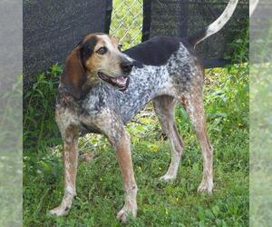 Bluetick Coonhound-Unknown Mix Dogs for adoption in Murfreesboro, TN, USA
