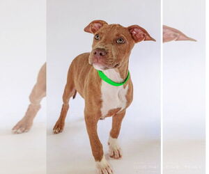 Labrador Retriever-Unknown Mix Dogs for adoption in The Woodlands, TX, USA