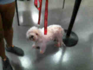 Bichon Frise Dogs for adoption in Charlotte, NC, USA