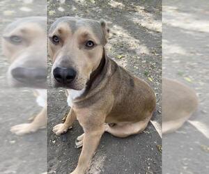 American Staffordshire Terrier-Unknown Mix Dogs for adoption in San Antonio, TX, USA