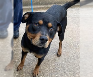 Rottweiler-Unknown Mix Dogs for adoption in Hillsboro, NH, USA