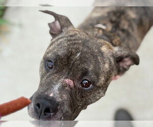 American Pit Bull Terrier Dogs for adoption in Tulsa, OK, USA