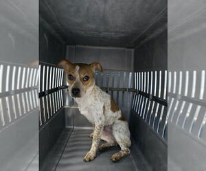 Mutt Dogs for adoption in Evansville, IN, USA