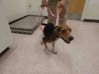 Beagle Dogs for adoption in Naples, FL, USA