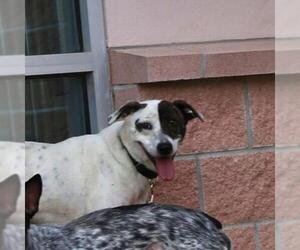 Mutt Dogs for adoption in San Antonio, TX, USA