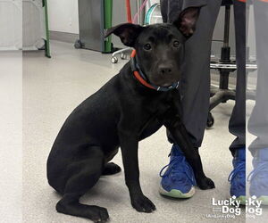Labrador Retriever-Unknown Mix Dogs for adoption in Washington, DC, USA