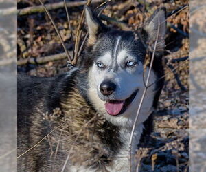 Siberian Husky Dogs for adoption in Omaha, NE, USA