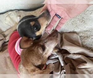 Dachshund Dogs for adoption in Prague, OK, USA
