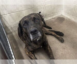 Mastiff-Unknown Mix Dogs for adoption in San Bernardino, CA, USA